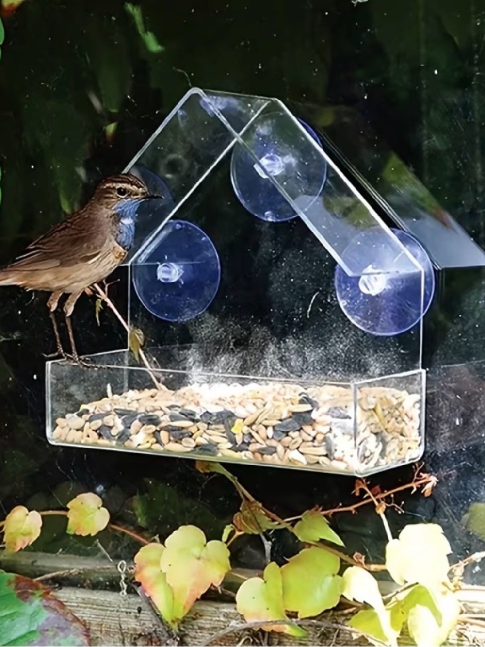 Clear Window-Mount Bird Feeder - Transparent Acrylic